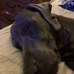 Profile Picture of Tommy Luffey (@arrowshockey55) on Instagram