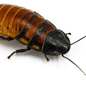 Profile Picture of Brian Meath (@brianmeath5781) on Youtube