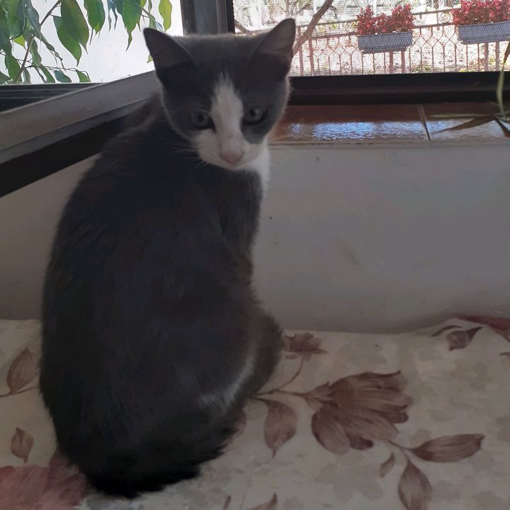 Profile Picture of Damir Jovanovic (@damirjovanovic8) on Tiktok