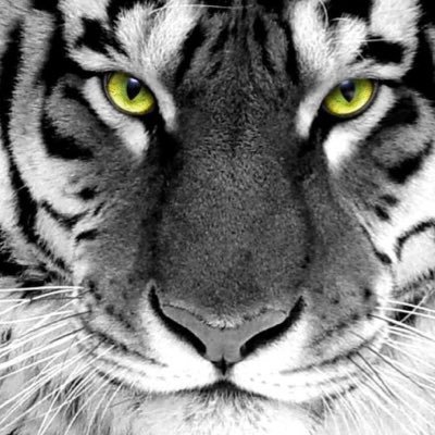 Profile Picture of Stephenswindle (@patriot_suck56) on Twitter