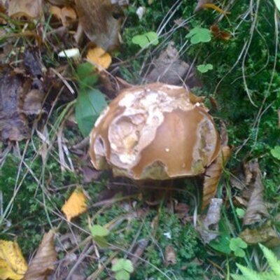 Profile Picture of Richard (@richardvogl) on Twitter