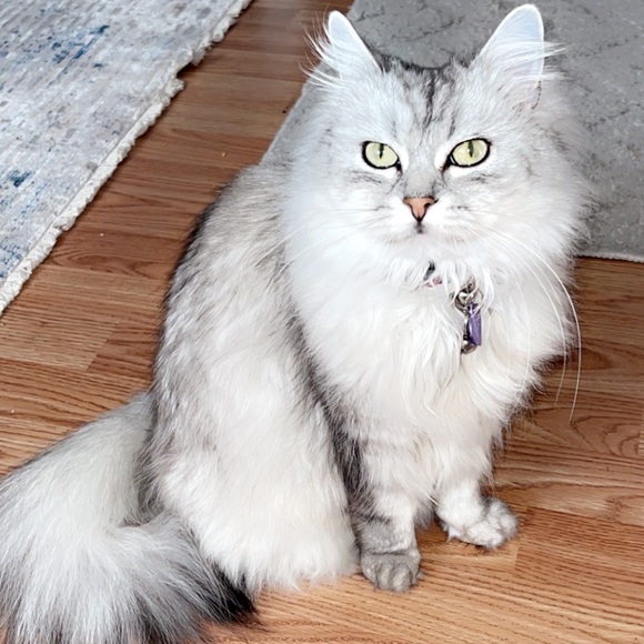 Profile Picture of Patty Kolbusz (@pattyk93) on Poshmark