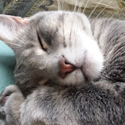 Profile Picture of Aspen Cooper (@treechild2) on Youtube