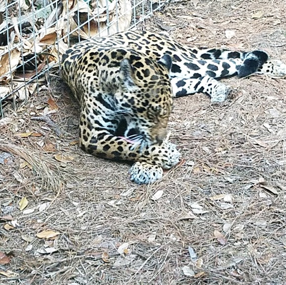 Profile Picture of Marcia Pirone (@hoggiewog) on Poshmark