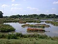 Profile Photo of Christopher Cadbury Wetland Reserveon Wikipedia