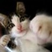 Profile Picture of Brennan Gill (@ArawninSA) on Youtube