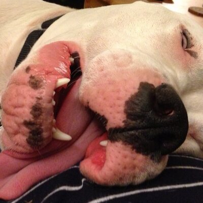 Profile Picture of Thomas Jankowski (@Jankonia) on Twitter