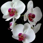 Profile Picture of marilyn tran (@marilyn_tran57) on Instagram