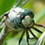 Profile Picture of Brandon Freeman (@vachecow) on Flickr