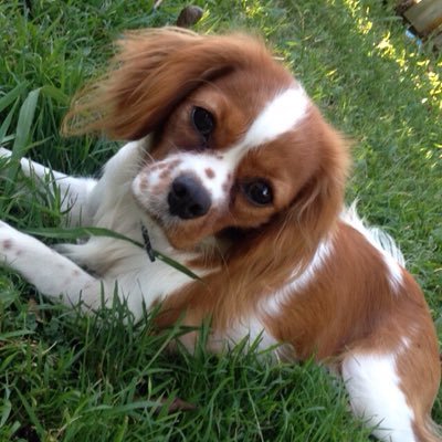 Profile Picture of Ruby Lindsay (@RubyLindsay02) on Twitter