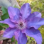 Profile Picture of Whitney Erin Lamb Barone (@whitneybarone) on Instagram