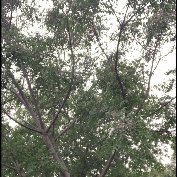 Profile Picture of Madison Serros (@maddie_77494) on Poshmark