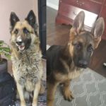 Profile Picture of Max & Lucas (@max_lucas_germansheperds) on Instagram