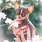 Profile Picture of ♡ Ruby, Easy and Beverly ♡ (@diaryoftinypaws) on Instagram