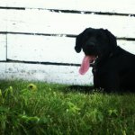 Profile Picture of 🐶Lacey The Boxador🐶 (@lacey_the_boxador) on Instagram