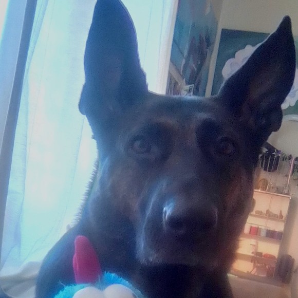 Profile Picture of Christopher Custer (@freyasdaddy501) on Poshmark