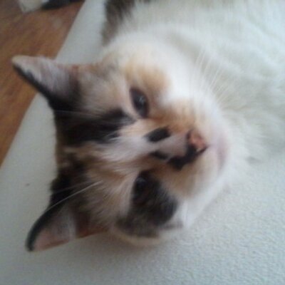 Profile Picture of Jesse Mercer (@junkyarddog10) on Twitter
