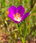 Profile Photo of Calandrinia ciliataon Wikipedia