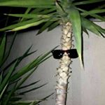 Profile Picture of Karl Peter Erikson (@stuff_n_puff) on Instagram