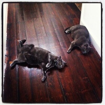 Profile Picture of Terry & Steve (@CatsTerrySteve) on Twitter