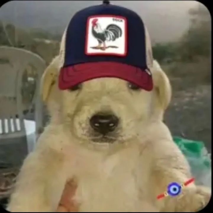 Profile Picture of Joeloteuwu (@andrewmonr) on Tiktok