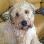 Profile Picture of Debbie Pinto (@debpinto57) on Instagram