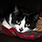 Profile Picture of Brian Cope (@brian cope) on Flickr