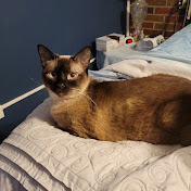 Profile Picture of Cindy Huffman (@endiastainback6707) on Youtube