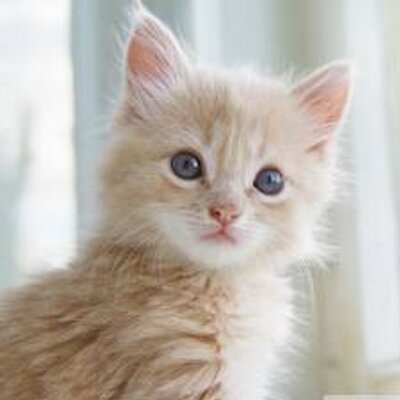 Profile Picture of Varshavijayakumar (@varshavijayakum) on Twitter