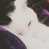 Profile Picture of Rachel Shute (@meowforminnie) on Tiktok