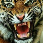 Profile Picture of Raymond Atitso Torkpo (@atitsotorkpo) on Instagram