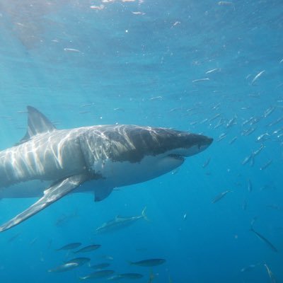 Profile Picture of Ian Marr (@Ianmarr80160334) on Twitter