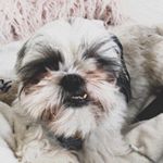 Profile Picture of ❣️OLIVER HENDRICKS🐶 (@oliverpup.hendricks) on Instagram