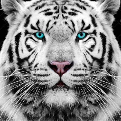 Profile Picture of White Tyger Art (@JayJohnston73) on Twitter