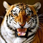 Profile Picture of Donna Addison Williams (@donnaw_04) on Instagram