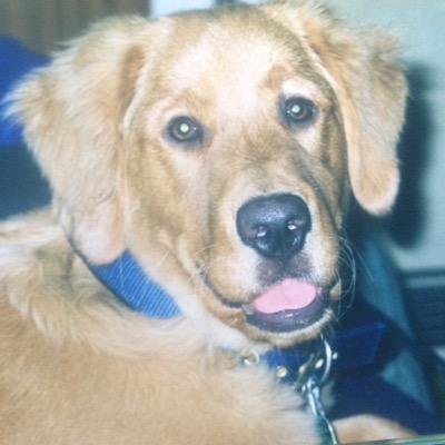 Profile Picture of Tracy McDermott (@wrinndog) on Twitter