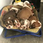 Profile Picture of Atlantic bulldogs farm. (@richardkings45) on Instagram