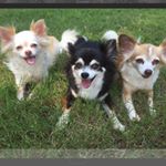Profile Picture of Brandy & Chloe & Little Man (@3_wagging_tales) on Instagram