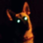 Profile Picture of Darren White (@runningfromshadows) on Instagram