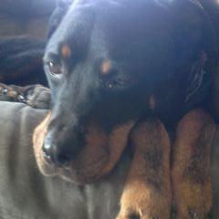 Profile Picture of Colin Krause (@colin_krause) on Twitter