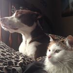 Profile Picture of Penny & Tinkerbell (@bestfriends_cat_and_dog) on Instagram