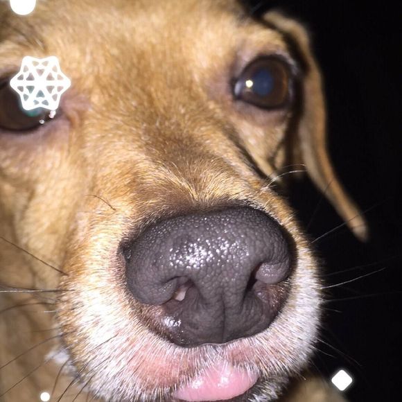 Profile Picture of Mandy Klingele (@kidman1901) on Poshmark