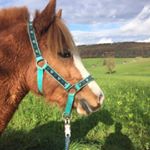 Profile Picture of Haley (@haley_welsh_pony_) on Instagram