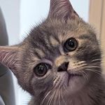 Profile Picture of 吾乃王爺 (Wong Yeah) (@wongyeah_) on Instagram