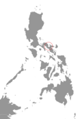 Profile Picture of Isarog shrew-raton Wikipedia