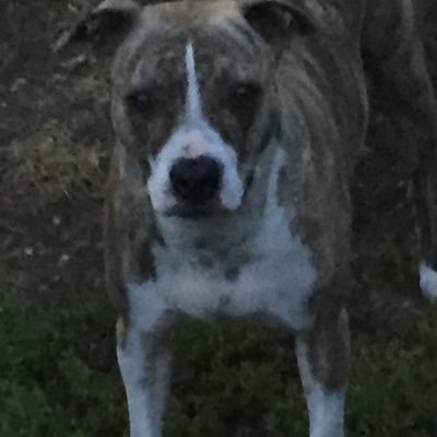 Profile Picture of James Shamblin (@skinny419) on Twitter
