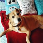 Profile Picture of Jeffrey Boyer (@k9lover2b) on Instagram