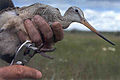 Profile Picture of Ornithology - Wikipedia, the free encyclopediaon Wikipedia