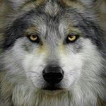 Profile Picture of Jason Rhoda (@risenshadows) on Instagram