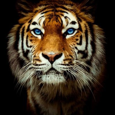 Profile Picture of Jordan Scalise (@ScaliseJordan) on Twitter